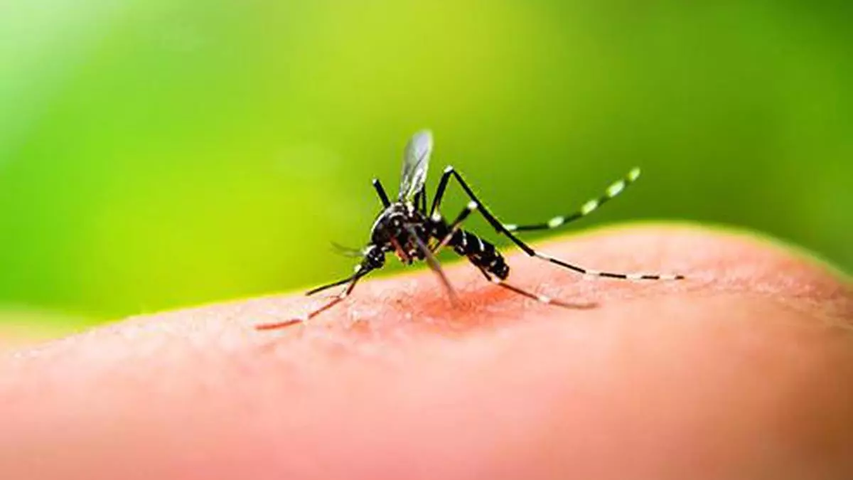 Govt may swat GM mosquitoes - The Hindu BusinessLine