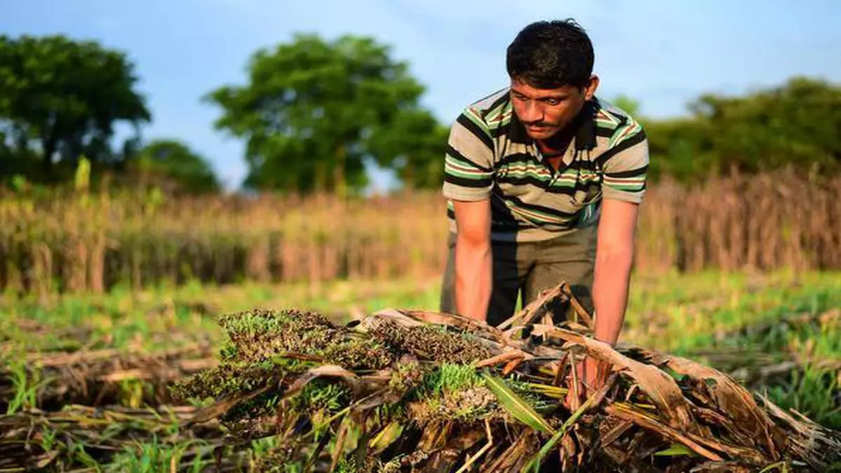 Maharashtra’s 12% of Kharif Crops have been Damaged by September Rains