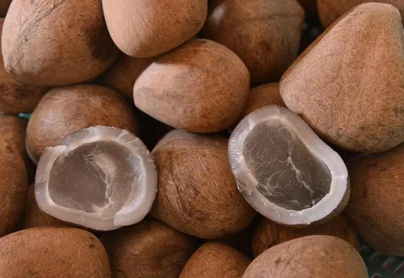 Coconut Oil Prices Go North Mirroring Global Trend The Hindu Businessline
