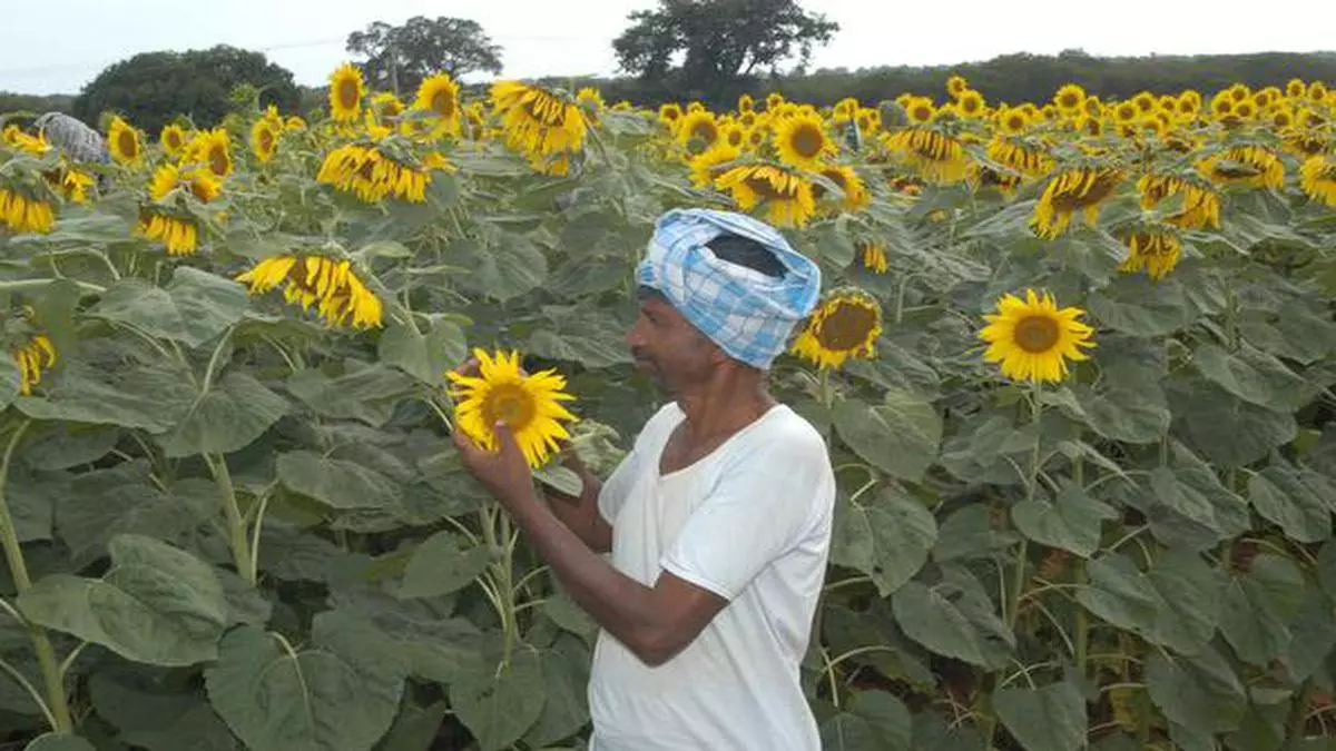 India to host 3rd global sunflower seed meet on July 19 - The ...