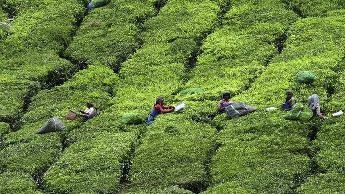 Kerala High Court Restores 30 000 Acre Plantation Land To Harrisons Malayalam The Hindu Businessline