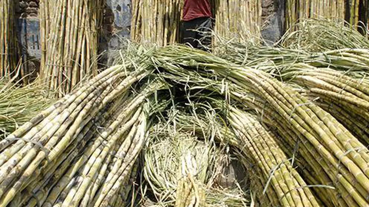 Shiromani Akali Dal asked Congress govt led by Captain Amarinder Singh to ensure that sugarcane growers released immediately besides calling for hike in State Assured Price (SAP) of sugarcane.
