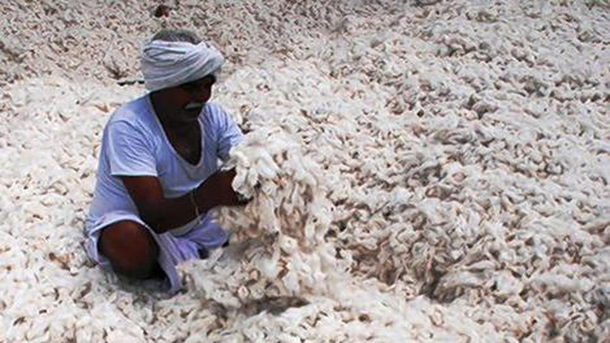 As rates fall, cotton farmers seek minimum support price - The Hindu BusinessLine