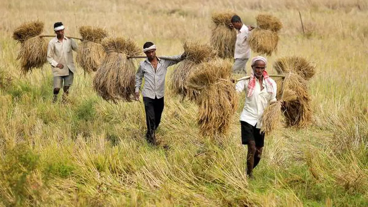 Paddy harvesting suffers setback in Amphan-battered Bengal - The Hindu  BusinessLine