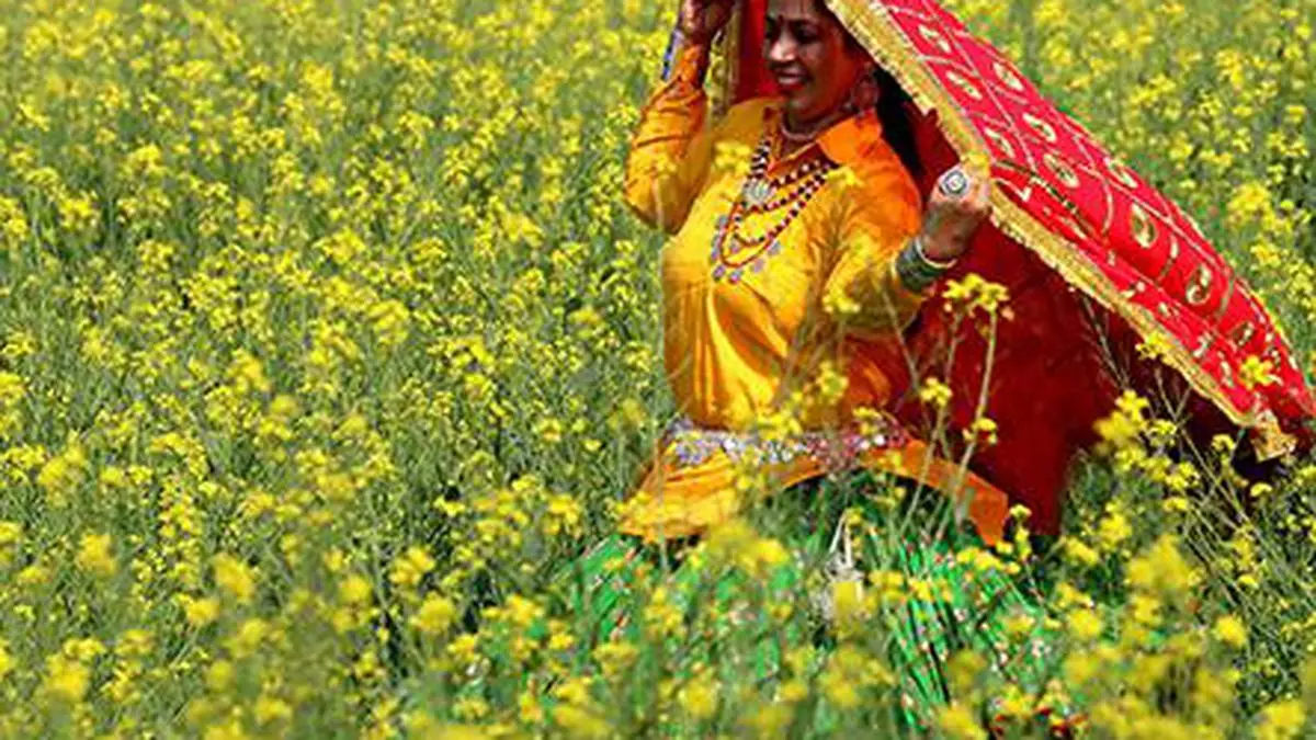 Oil Industry Body Pegs Mustard Output At 5 Lakh Tonnes The Hindu Businessline