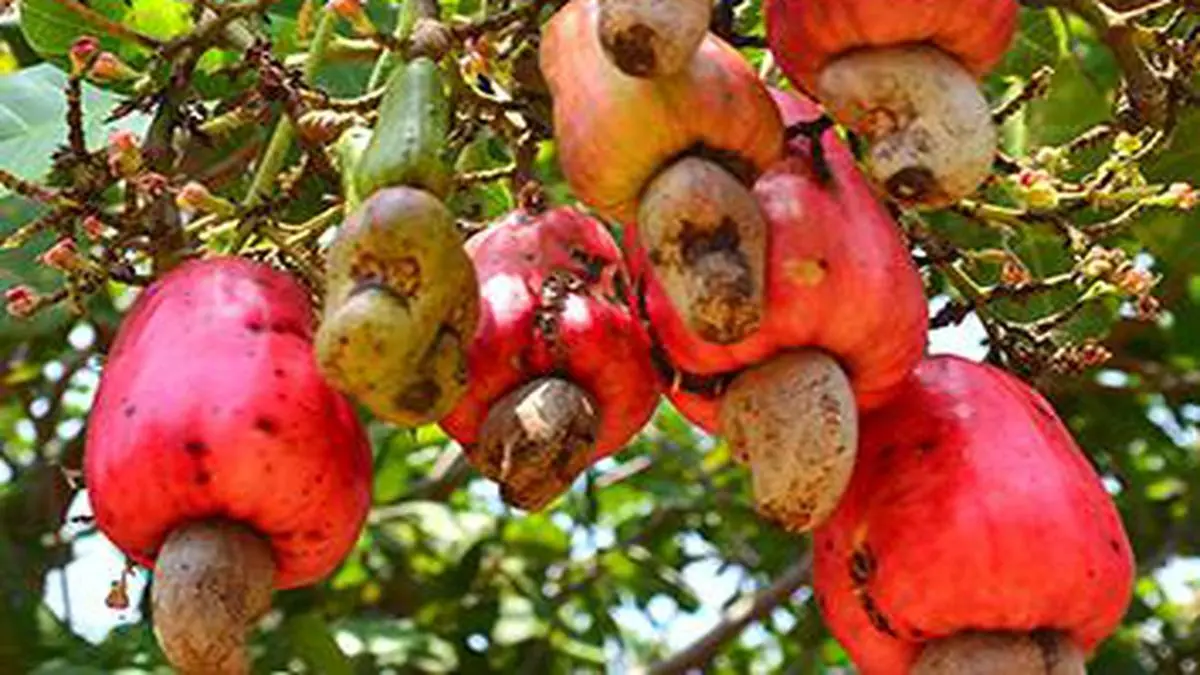 cashew farming