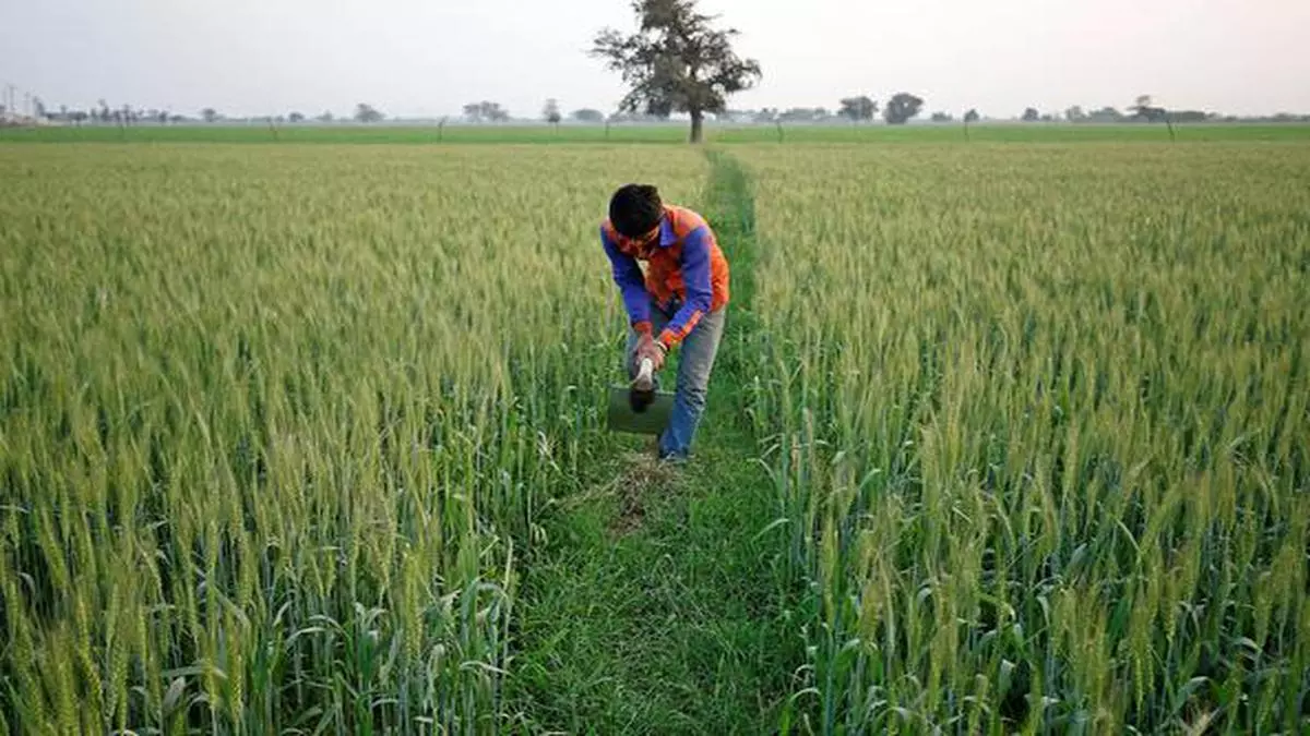 Record wheat acreage takes rabi sowing beyond 64 million hectares - The  Hindu BusinessLine