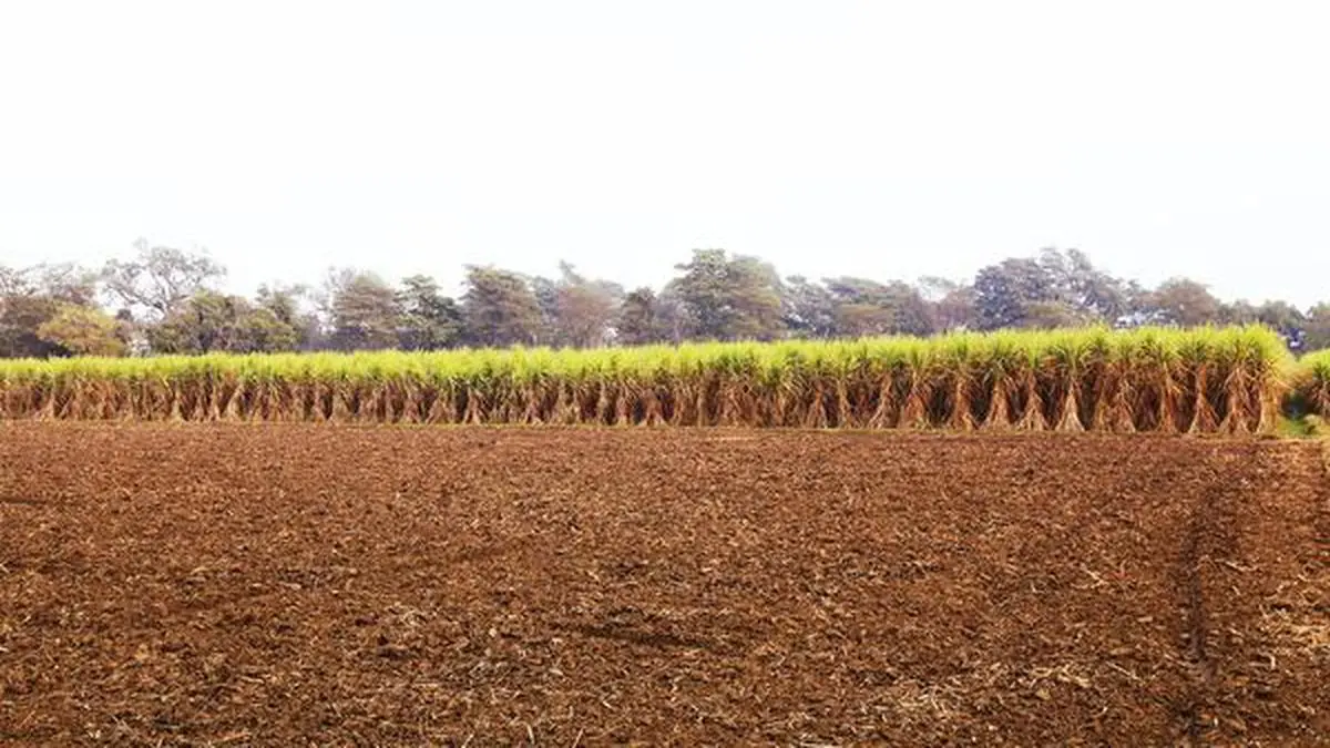 Bud Chip Technology Catching On Among Sugarcane Farmers The