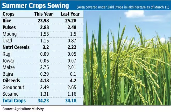 Summer crops sowing at par with last year