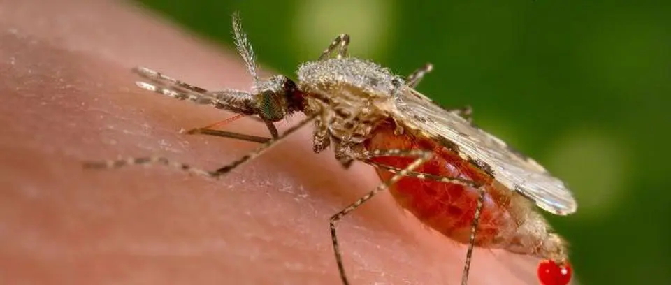 El uso juicioso de bioinsecticida puede ayudar a controlar el vector de la filariasis