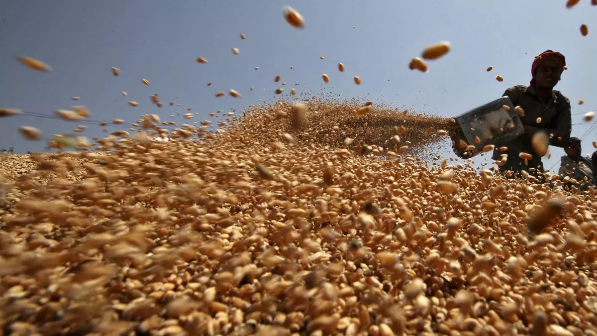 
        How two villages in Punjab managed to shield their wheat from heatwave   
    