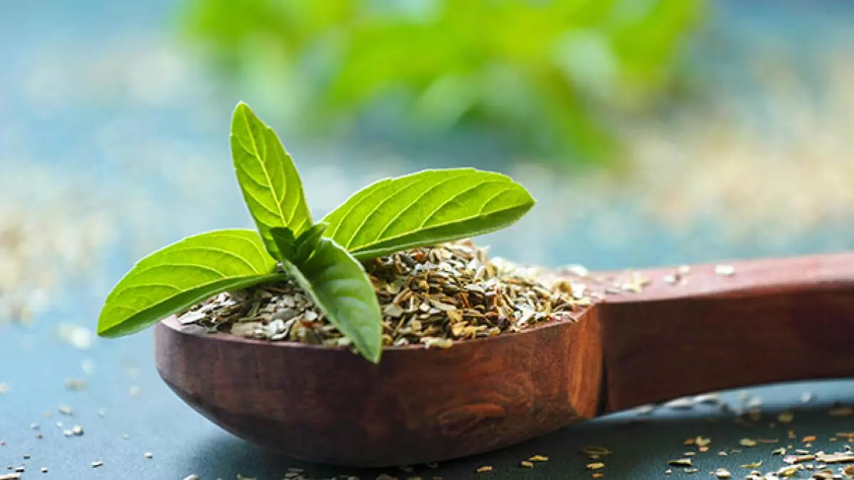 
        Organic India looks beyond Tulsi to strengthen its herbs & infusion portfolio 
    