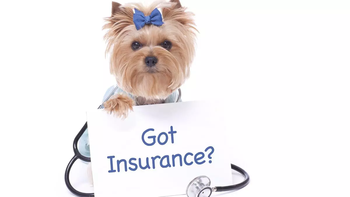 3 things to know about insuring your pet dog