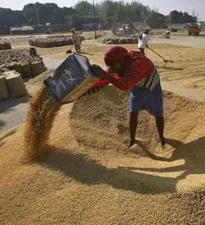 A labourer spreads paddy for drying at a wholesale grain market in the northern Indian city of Chandigarh October 8, 2012. Export demand for Indian rice varieties was subdued in the absence of major deals while the rainy season ending last month eased concern about disruption to the harvest, keeping prices stable, traders said. REUTERS/Ajay Verma (INDIA - Tags: FOOD AGRICULTURE)