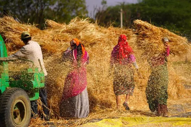 Farm workers thresh newly harvested wheat crop at a village on the outskirts of Ajmer, Rajasthan, Tuesday, March 29, 2022. 