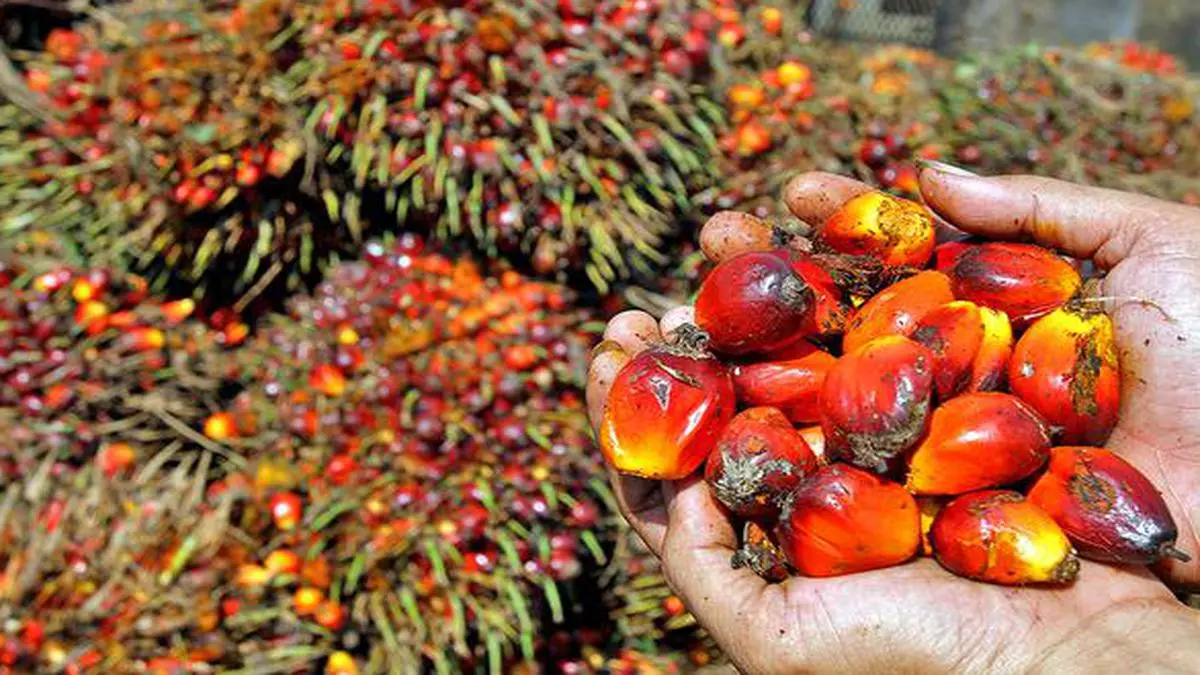 Palm oil prices up, negate import duty cut - The Hindu BusinessLine