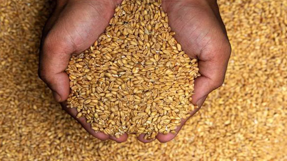Kinh doanh: Ấn Độ trở thành nhà cung cấp lúa mì lớn ở Nam, Tây Á khi giá toàn cầu tăng cao