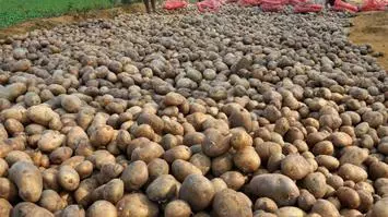 India: Potato
