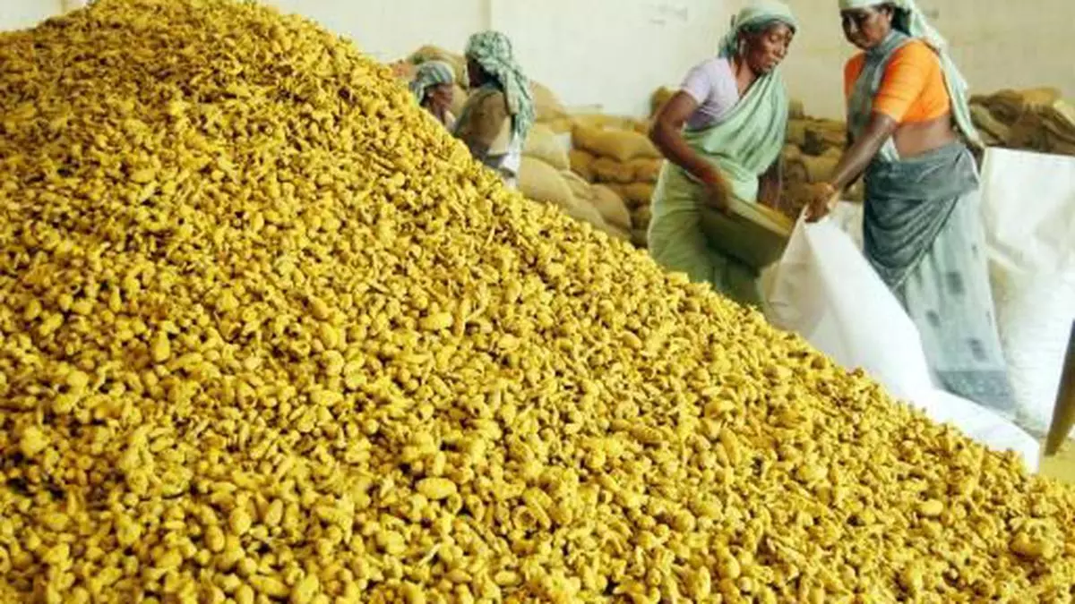Image result for erode turmeric