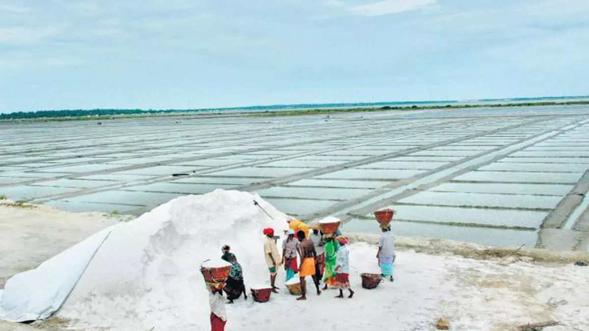 Tuticorin salt manufacturers worried about mounting stocks - The Hindu  BusinessLine