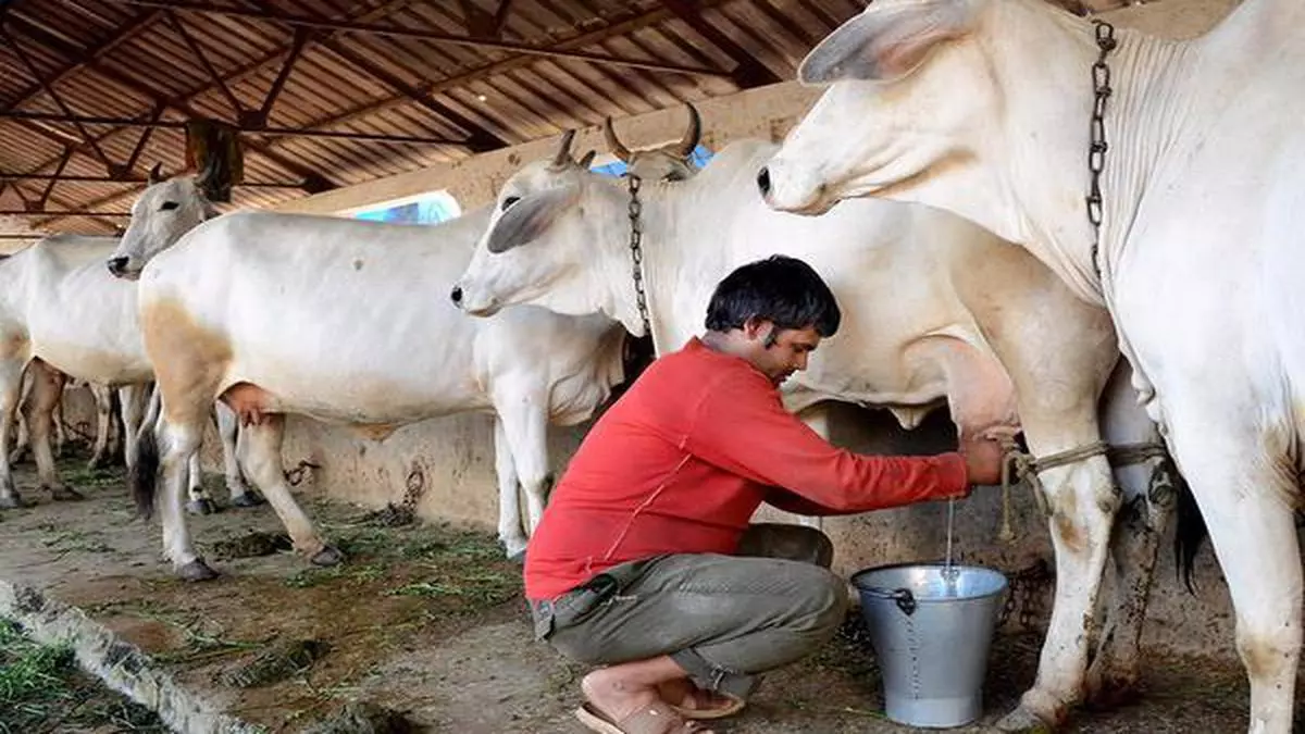 Maharashtra dairies demand subsidy for ‘unremunerative’ cow milk