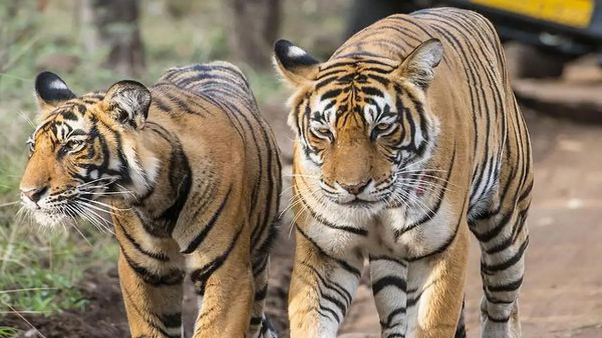 Madhya Pradesh Loses 26 Tigers In 2020 Govt Says Birth Rate More Than Deaths The Hindu Businessline