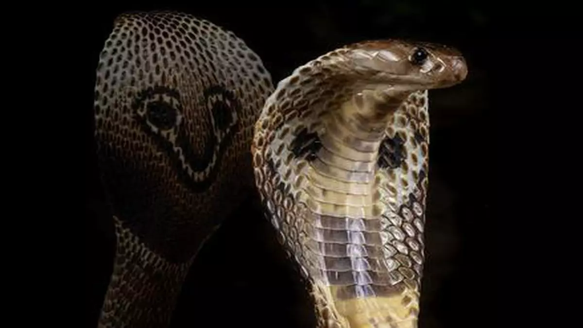 Scientists Map Genome Of Indian Cobra The Hindu Businessline