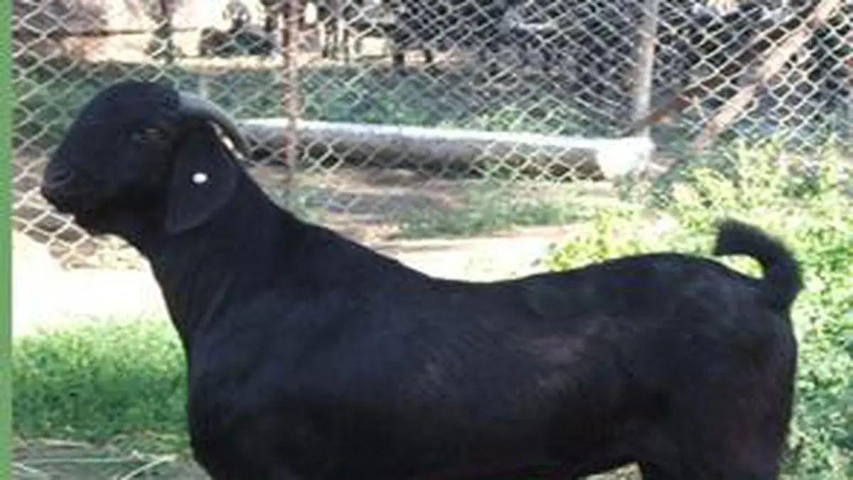 Gi Tag Likely For Maharashtra S Life Saver Goat The Hindu Businessline
