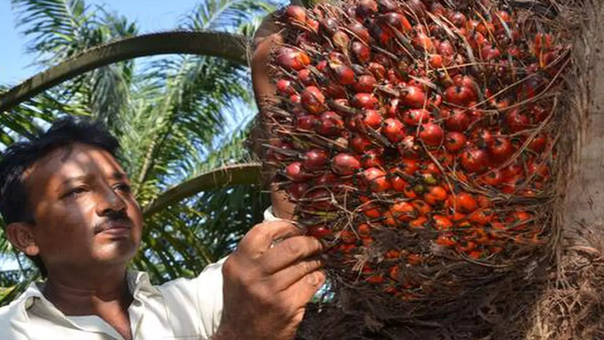 India's move towards sustainable palm oil usage - The Hindu BusinessLine