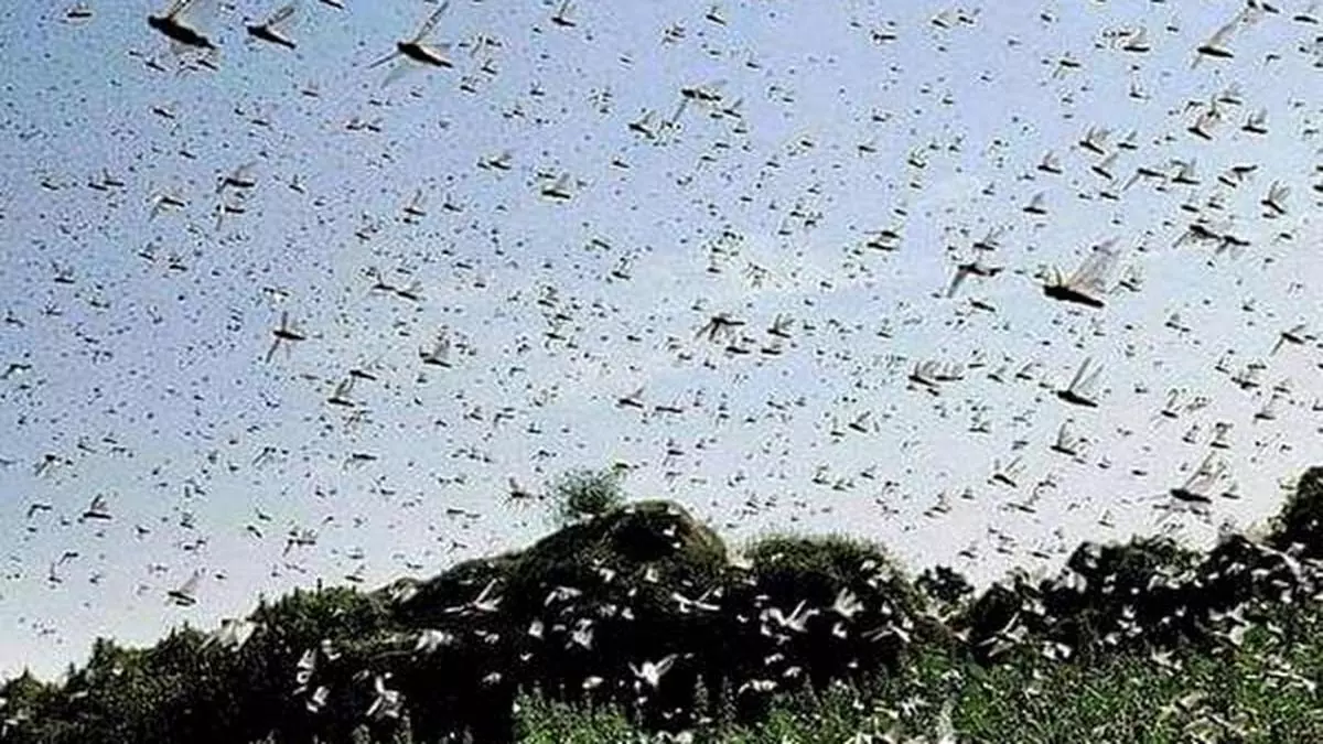 Early arrival of locust swarms is worrisome, says scientist