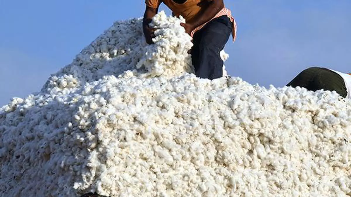 Cotton prices set to come under pressure as demand weakens, economy slows - The Hindu BusinessLine